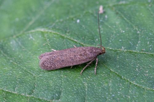 Réf. 222 337 : Bryotropha sp.